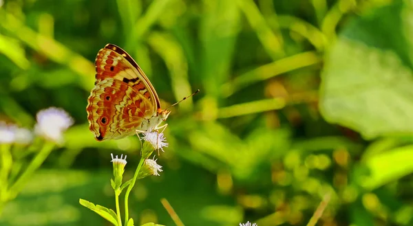 Macrofotografia Animali Selvatici Fiori — Foto Stock