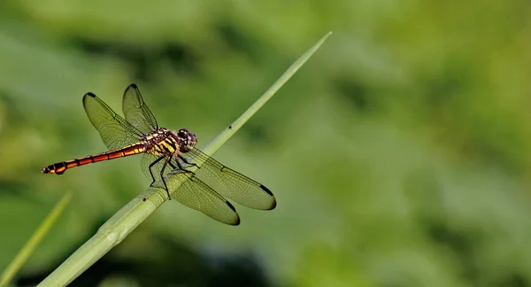 Macrofotografie Van Wilde Dieren Bloemen — Stockfoto