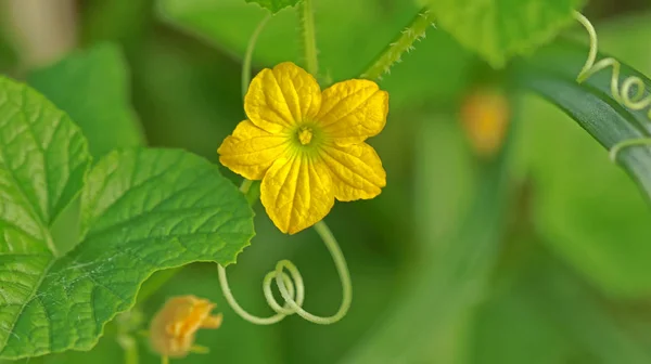 Macro Photography Wild Animal Flowers — Stock Photo, Image