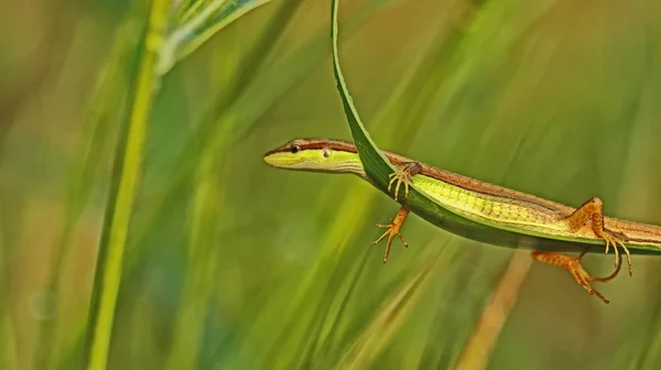 Macrofotografie Van Wilde Dieren Bloemen — Stockfoto