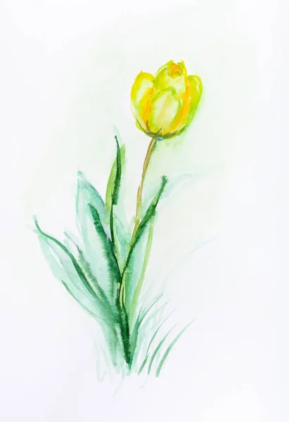 Tulipano Giallo Solitario Primavera Giardino — Foto Stock