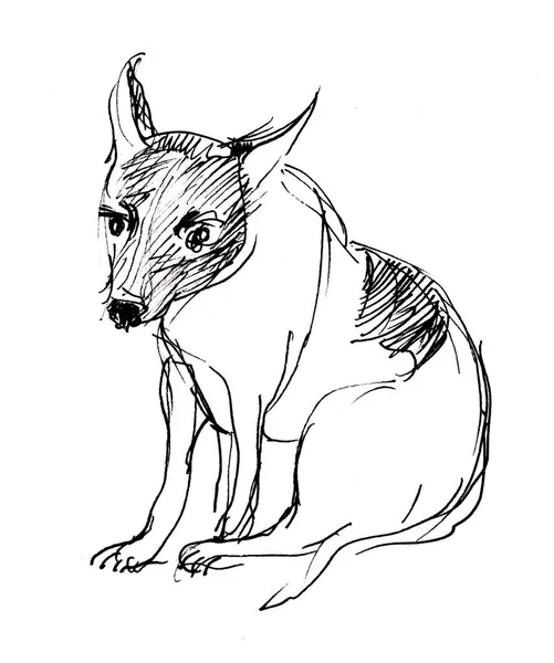 Instant sketch, dog — Stock Photo, Image