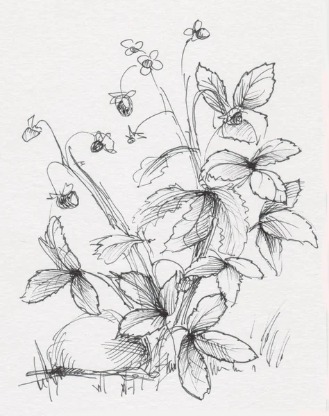 Boceto Instantáneo Arbusto Fresa Silvestre Imagen Blanco Negro —  Fotos de Stock