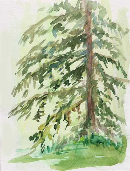 instant sketch, large spruce in summer, ink wash painting