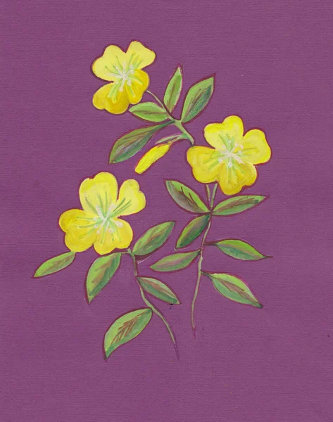 夏の花を咲かせライラック紙に描き — ストック写真