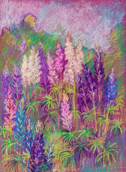 Vue Été Floraison Lupins Multicolores Juillet — Photo