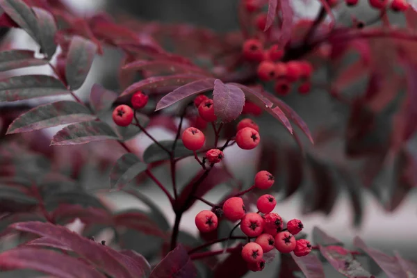 Feuilles Rouges Sur Sous Couche Grise — Photo