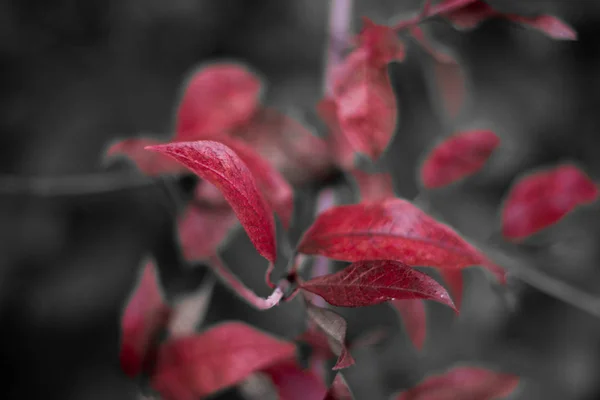 Hojas Rojas Sobre Fondo Gris —  Fotos de Stock