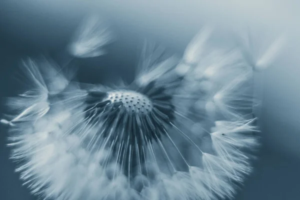 Macro Foto Van Een Paardebloem Zaden — Stockfoto