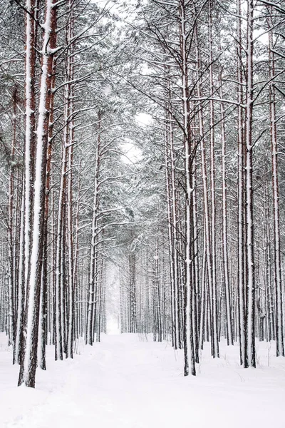 Noel zamanı güzel kış sezon sahnede