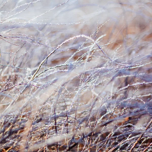 Een Mooie Winter Seizoen Scène Christmas Time — Stockfoto