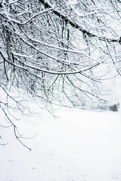 Vacker Vinter Säsongen Scen Juletid — Stockfoto