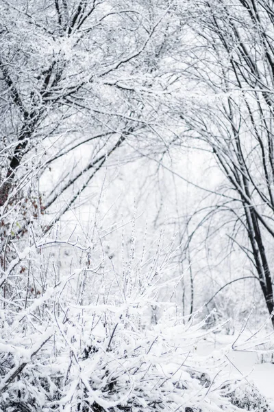 Uma Bela Cena Temporada Inverno Tempo Natal — Fotografia de Stock