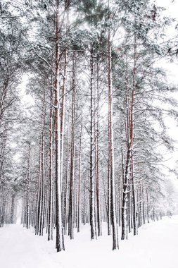 Noel zamanı güzel kış sezon sahnede
