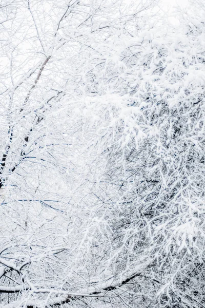 Vacker Vinter Säsongen Scen Juletid — Stockfoto