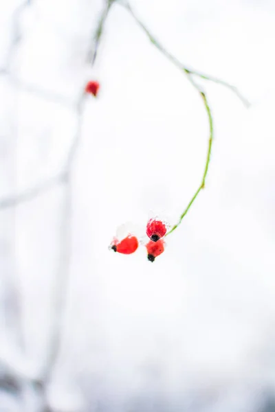 Een Mooie Winter Seizoen Scène Christmas Time — Stockfoto