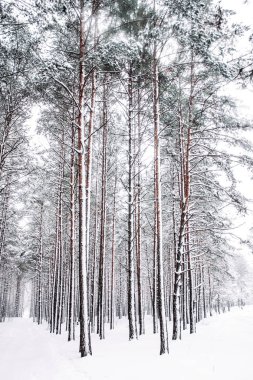 Noel zamanı güzel kış sezon sahnede