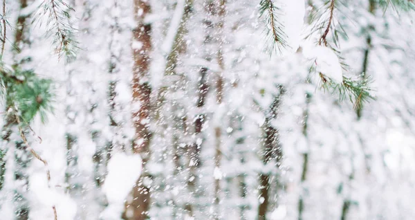 クリスマスの時期に美しい冬シーズン シーン — ストック写真