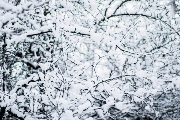 Uma Bela Cena Temporada Inverno Tempo Natal — Fotografia de Stock