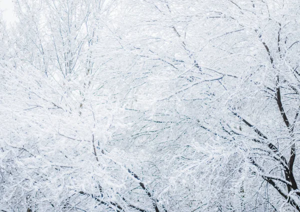 圣诞节期间美丽的冬季场景 — 图库照片