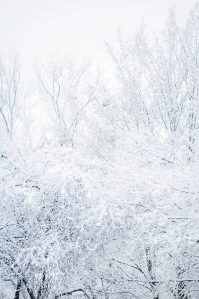 Vacker Vinter Säsongen Scen Juletid — Stockfoto