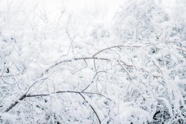 Vacker Vinter Säsongen Scen Juletid — Stockfoto