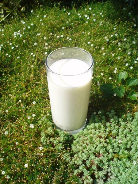 Lácteos Rústico Concepto Alimentos Granja Estilo Vaso Leche Sobre Hierba — Foto de Stock