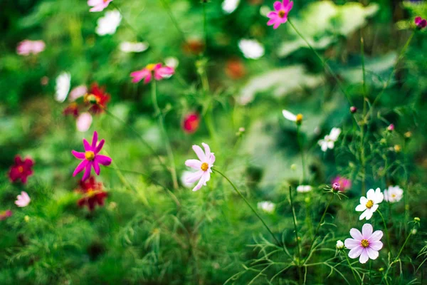 Gänseblümchen Garten Gartenarbeit Blumen Und Naturnahes Konzept — Stockfoto