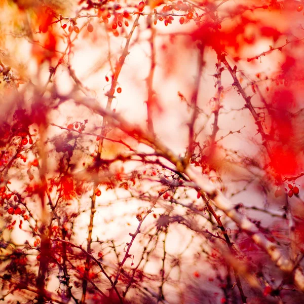 抽象秋の芸術 環境概念 — ストック写真