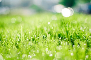 Arka Bahçe çim - çim ev, ev ve Bahçe kavramı, zarif görseller