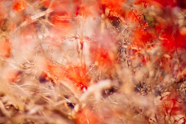 抽象的な秋の芸術 環境概念 エレガントな視覚効果 — ストック写真