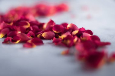 mermer flatlay - düğün, tatil ve çiçek arka plan üzerinde gül yaprakları kavramı, zarif görsel tarz