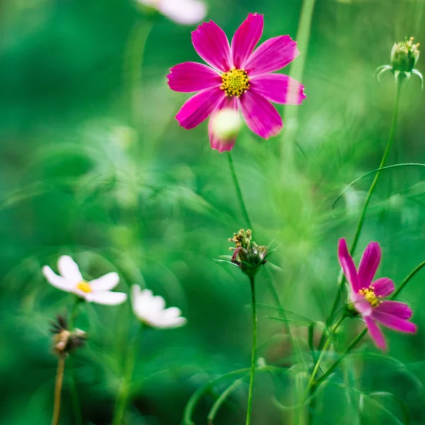 Daisy Kert Kert Virágok Jellegét Stílusú Koncepció Elegáns Látványt — Stock Fotó