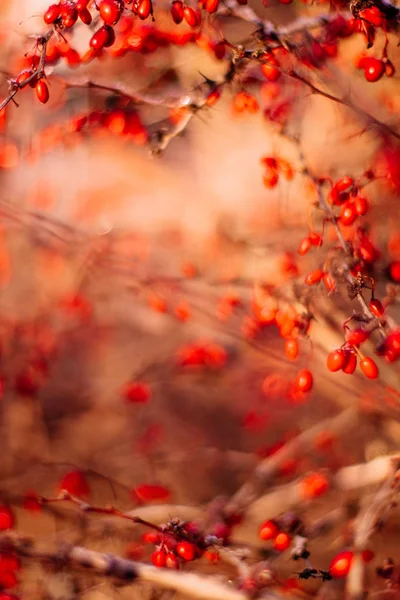 Абстрактное Осеннее Искусство Концепция Природы Окружающей Среды Элегантные Визуальные Эффекты — стоковое фото