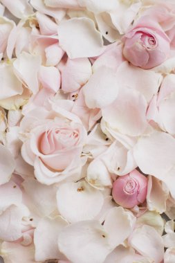 gül çiçek yaprakları üzerinde mermer - düğün, tatil ve çiçek Bahçe tasarımlı kavram, zarif görseller