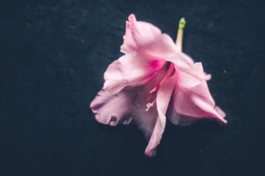 çiçek blossom - düğün, tatil ve çiçek bahçesi kavramı, zarif görsel tarz