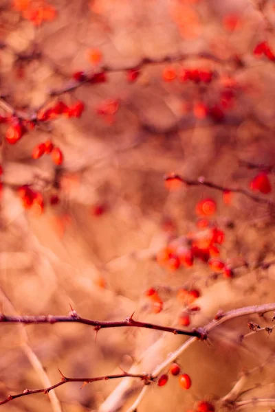 抽象的な秋の芸術 環境概念 エレガントな視覚効果 — ストック写真