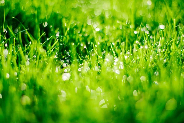 Erba Sul Prato Cortile Casa Concetto Casa Giardinaggio Immagini Eleganti — Foto Stock