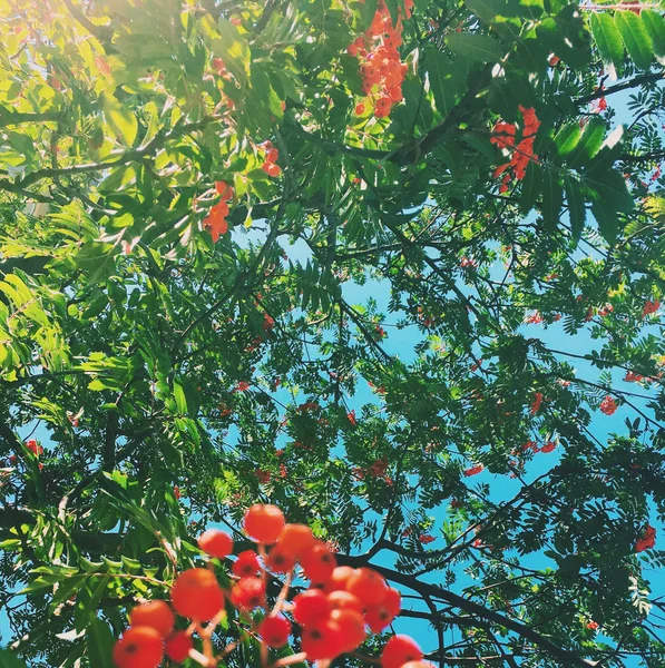 Belleza Naturaleza Medio Ambiente Ecología Plantas Concepto Jardinería Visuales Elegantes — Foto de Stock