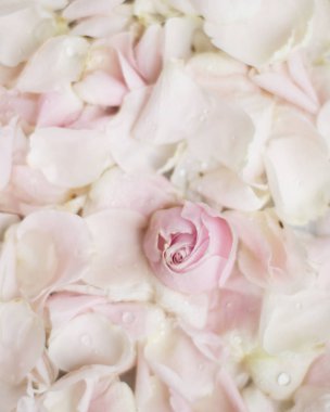 gül çiçek yaprakları üzerinde mermer - düğün, tatil ve çiçek Bahçe tasarımlı kavram, zarif görseller