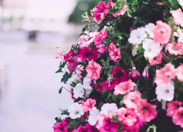 Floral Blossom Boda Vacaciones Jardín Flores Concepto Estilo Visuales Elegantes — Foto de Stock