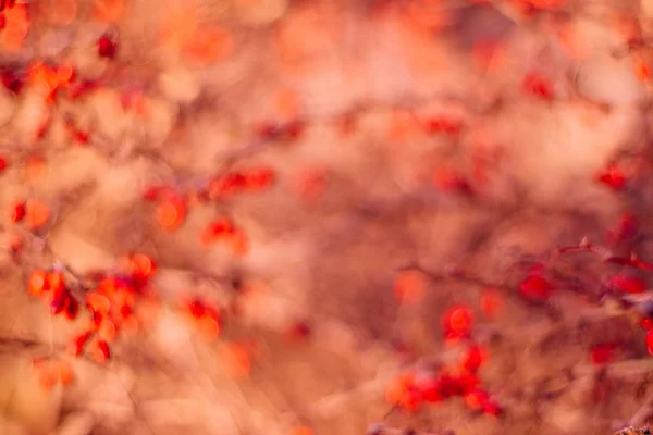 抽象的な秋の芸術 環境概念 エレガントな視覚効果 — ストック写真