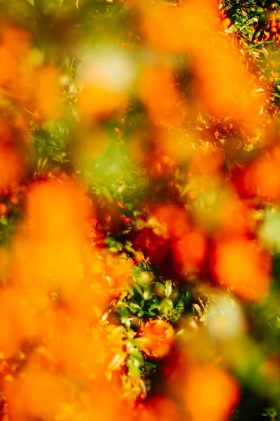 Szépség Természet Környezet Ökológia Növények Kertészeti Koncepció Elegáns Látványt — Stock Fotó