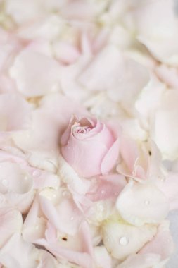 gül çiçek yaprakları üzerinde mermer - düğün, tatil ve çiçek Bahçe tasarımlı kavram, zarif görseller