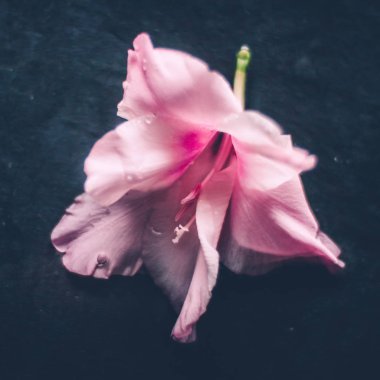 çiçek blossom - düğün, tatil ve çiçek bahçesi kavramı, zarif görsel tarz