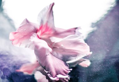 çiçek blossom - düğün, tatil ve çiçek bahçesi kavramı, zarif görsel tarz