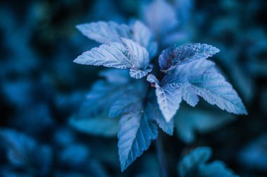 Doğa - çevre, ekoloji, bitkiler ve Bahçe kavramı, zarif görsel güzelliği