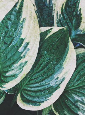 Doğa - çevre, ekoloji, bitkiler ve Bahçe kavramı, zarif görsel güzelliği