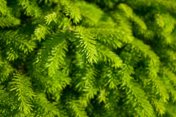 Schönheit Der Natur Umwelt Ökologie Pflanzen Und Gartenkonzept Elegante Optik — Stockfoto