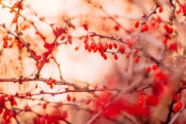 Sonbahar sanat - Doğa ve çevre kavramı, zarif görseller